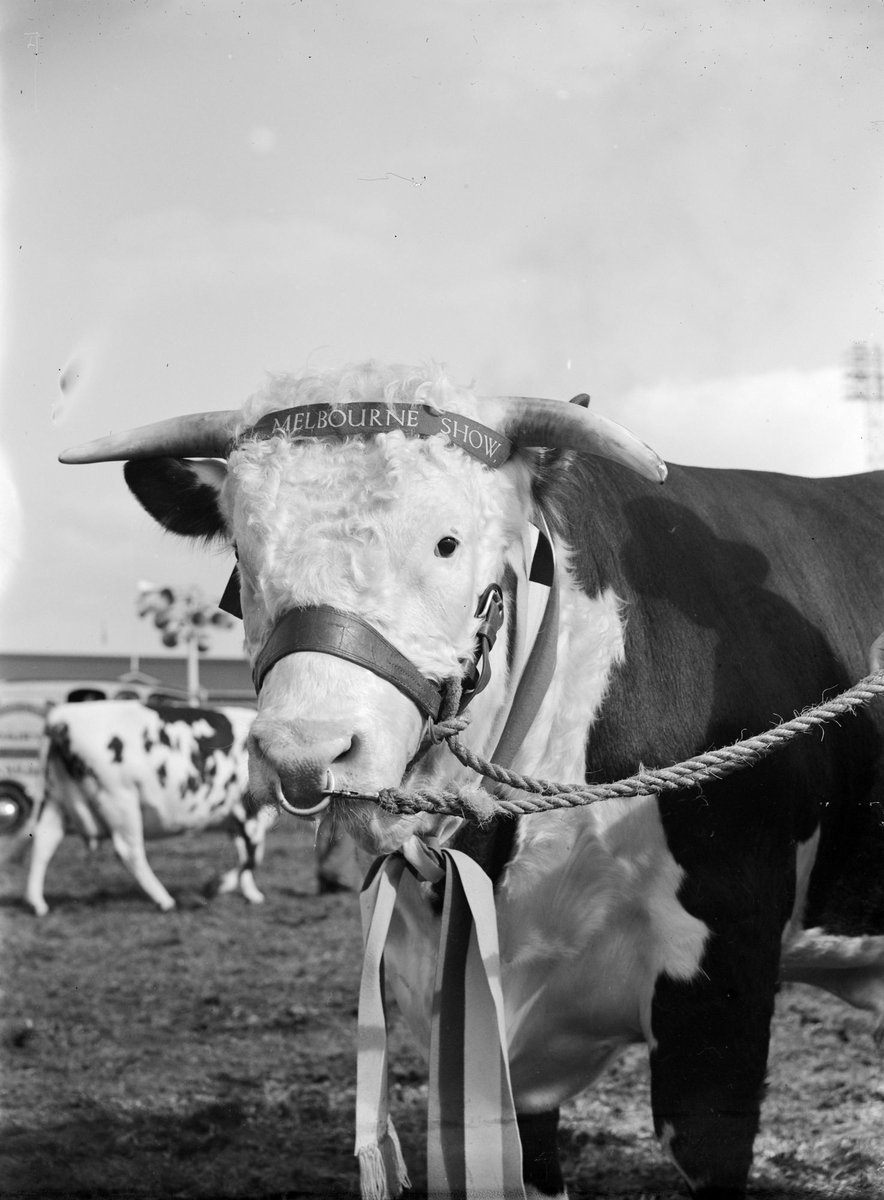 Champion Hereford Bull, Royal Show, Melbourne (1947)