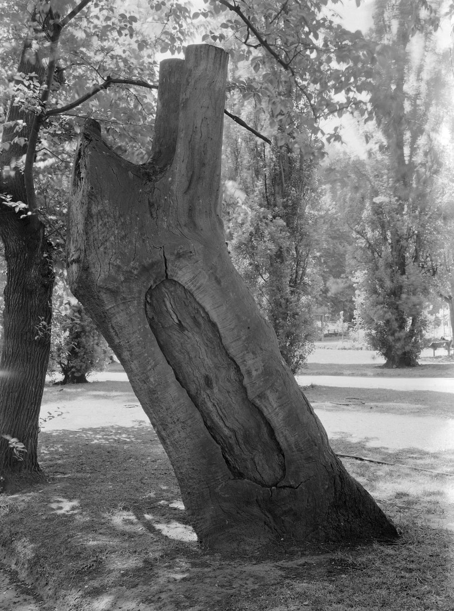 Canoe Tree, Fitzroy Gardens, East Melbourne (1945–54)