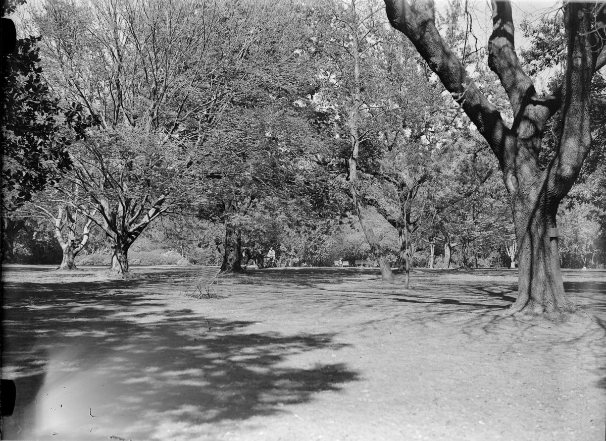 Botanic Gardens, Melbourne, Melbourne City (1947)