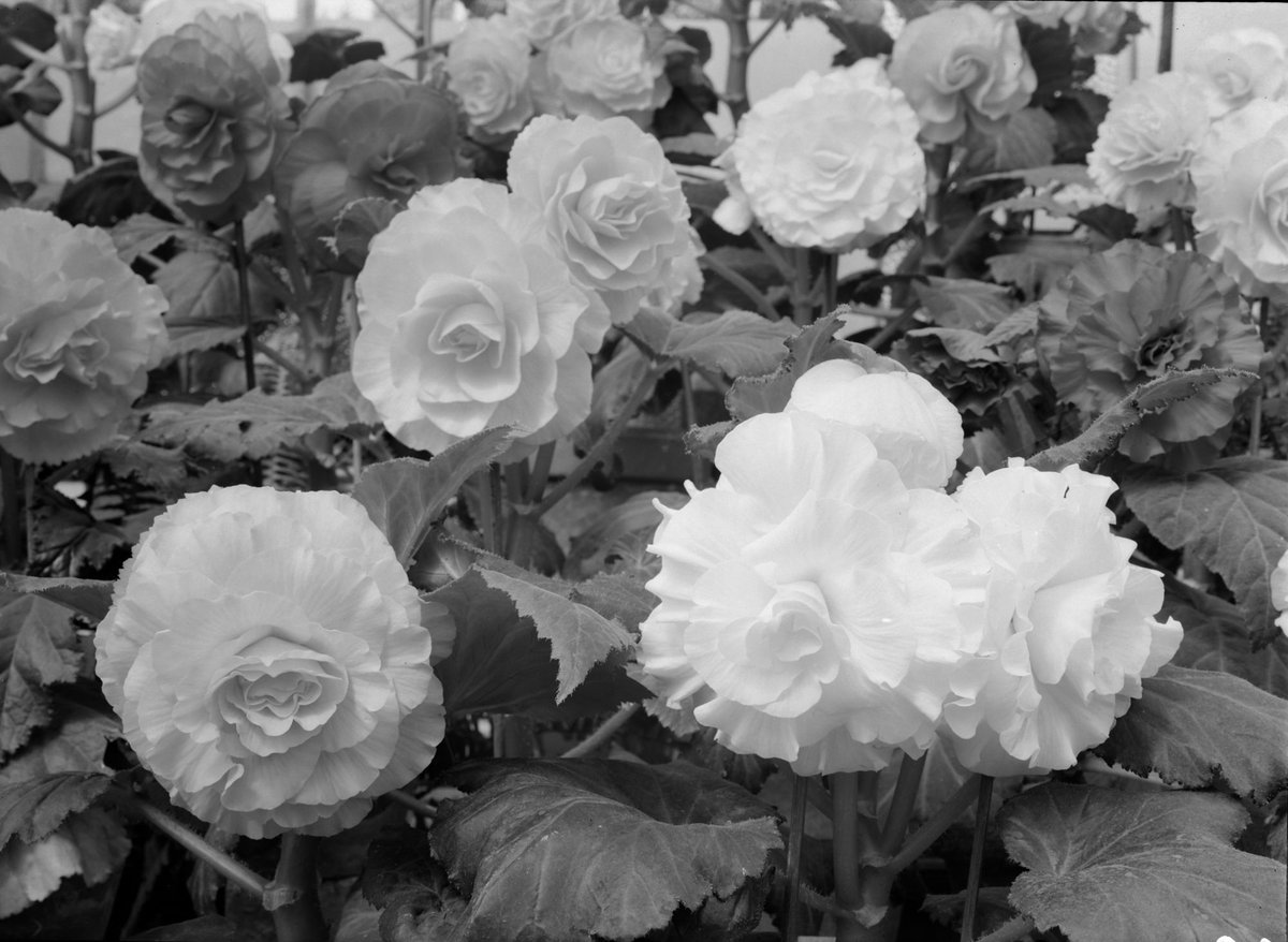 Begonias, Fitzroy Gardens, March, 1937, East Melbourne