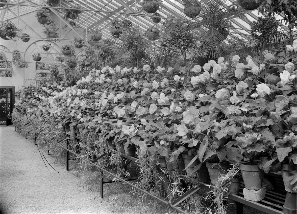Begonias, Fitzroy Gardens, March, 1937, East Melbourne