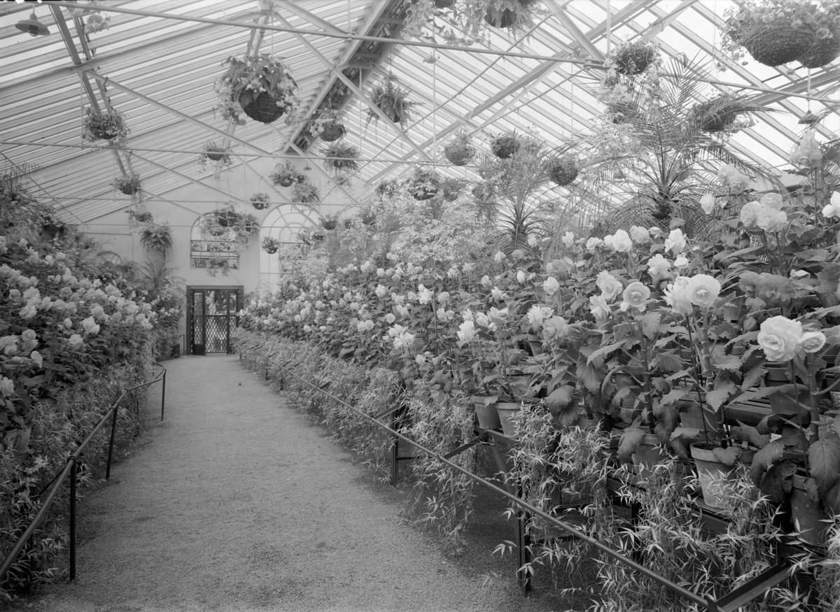 Begonias, Fitzroy Gardens, East Melbourne (1945–54)