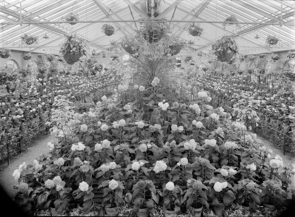 Begonias, Fitzroy Gardens, East Melbourne (1945–54)
