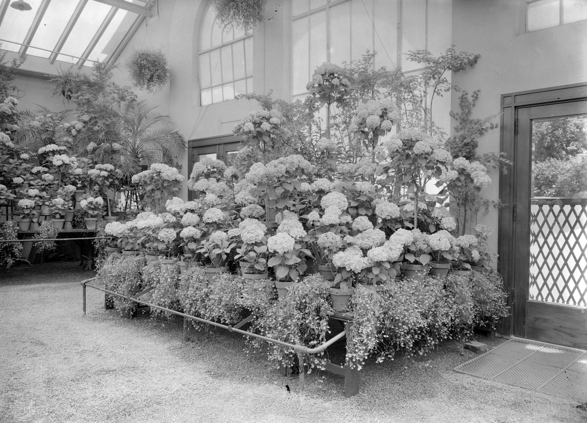 Hydrangeas, Fitzroy Gardens, East Melbourne (1945–54)