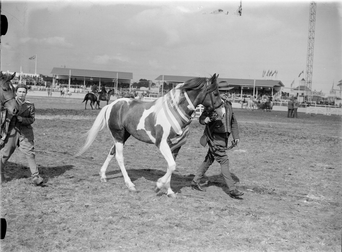 Champion Pony Stallion, Royal Show, Melbourne (1947)