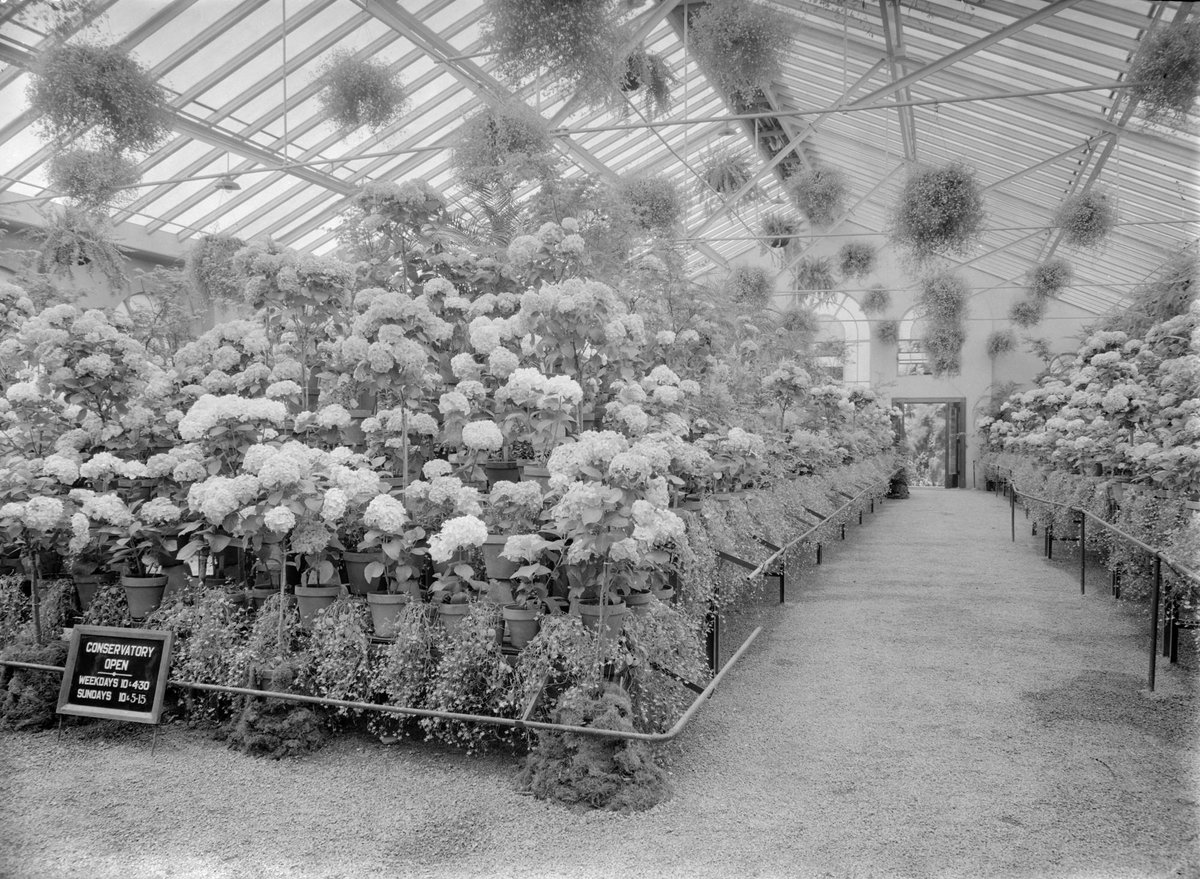 Hydrangeas, Fitzroy Gardens, East Melbourne (1945–54)