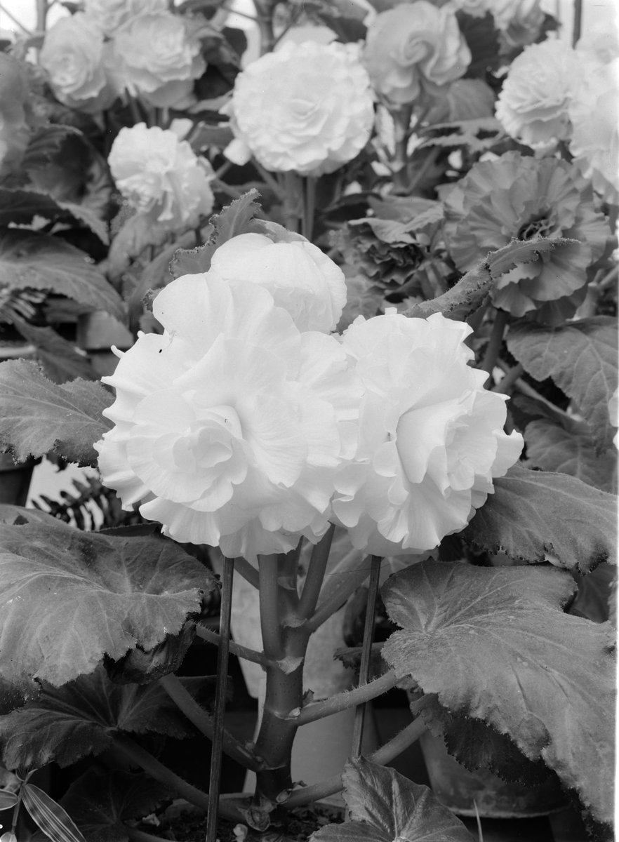 Begonias, Fitzroy Gardens, March, 1937, East Melbourne
