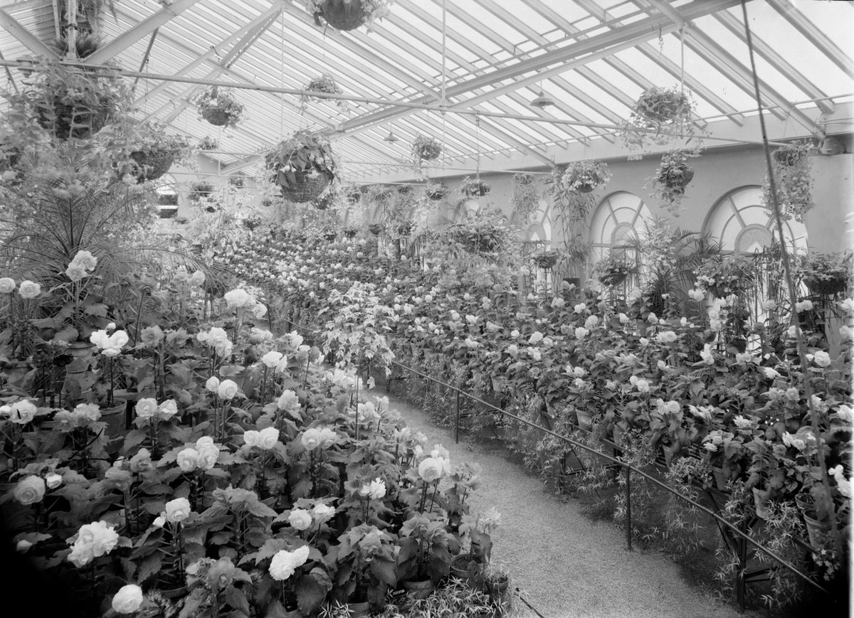 Begonias, Fitzroy Gardens, East Melbourne (1945–54)