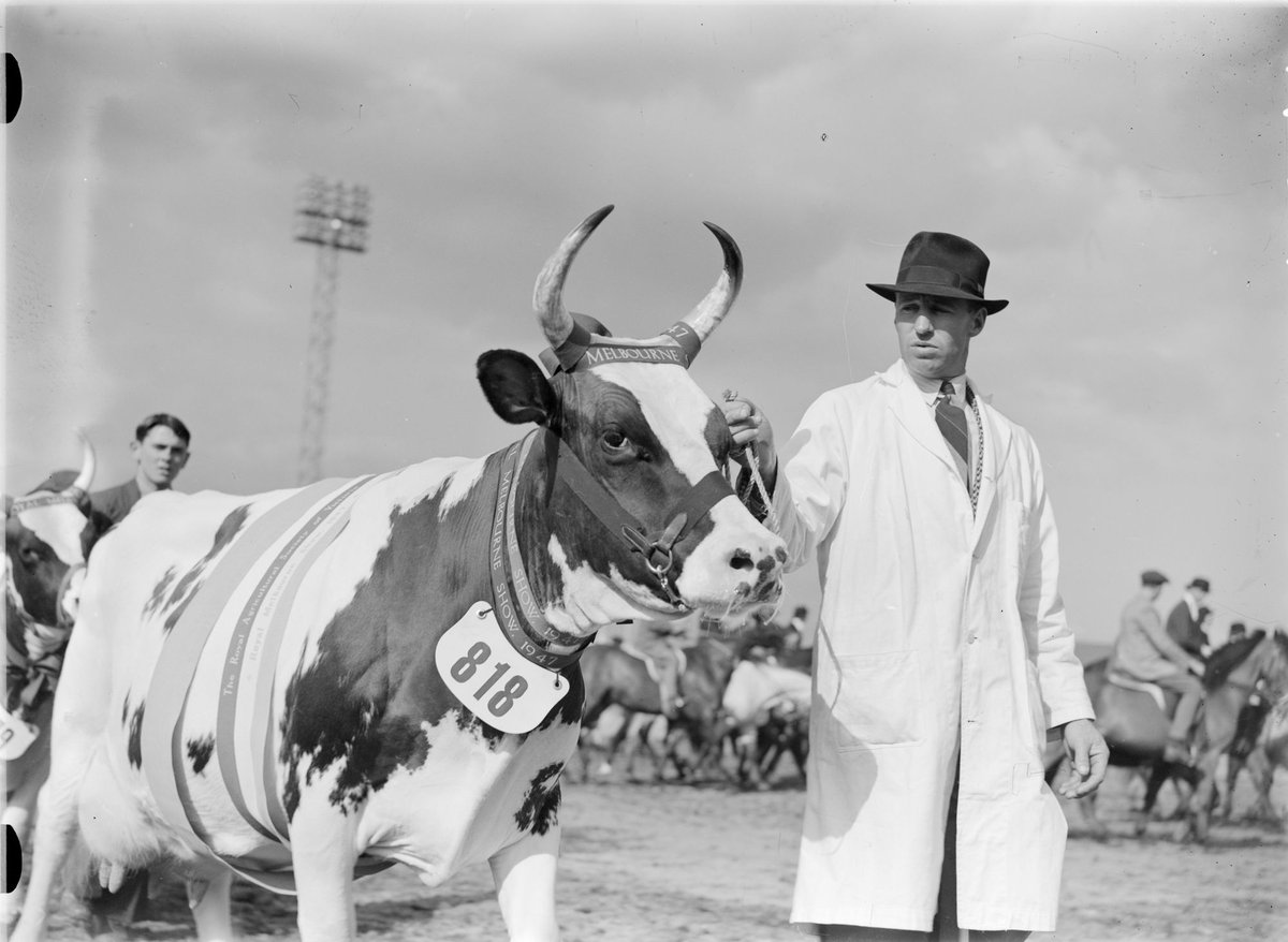Champion Ayrshire Cow, Royal Show, Melbourne (1947)