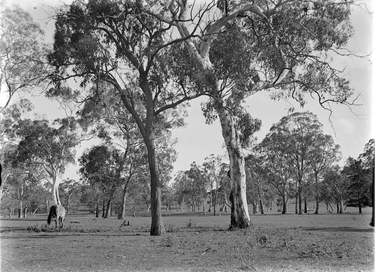 Eltham (1945–54)