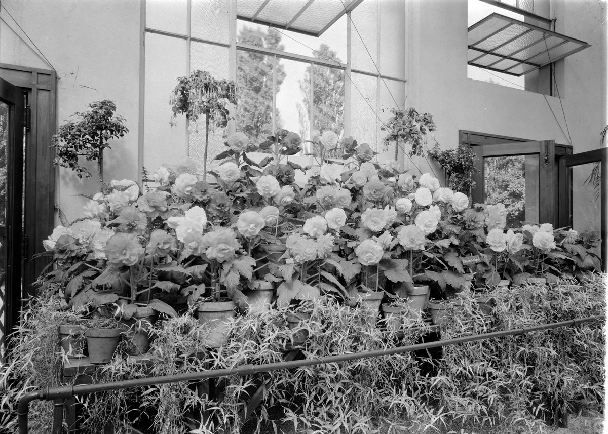 Begonias, Fitzroy Gardens, March, 1937, East Melbourne