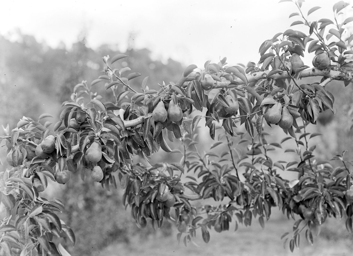 Pears, Diamond Creek (1945–54)