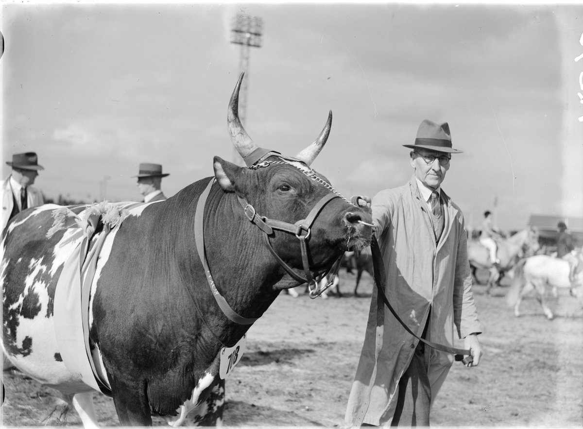 Reserve Champion Ayrshire Bull, Royal Show, Melbourne (1947)