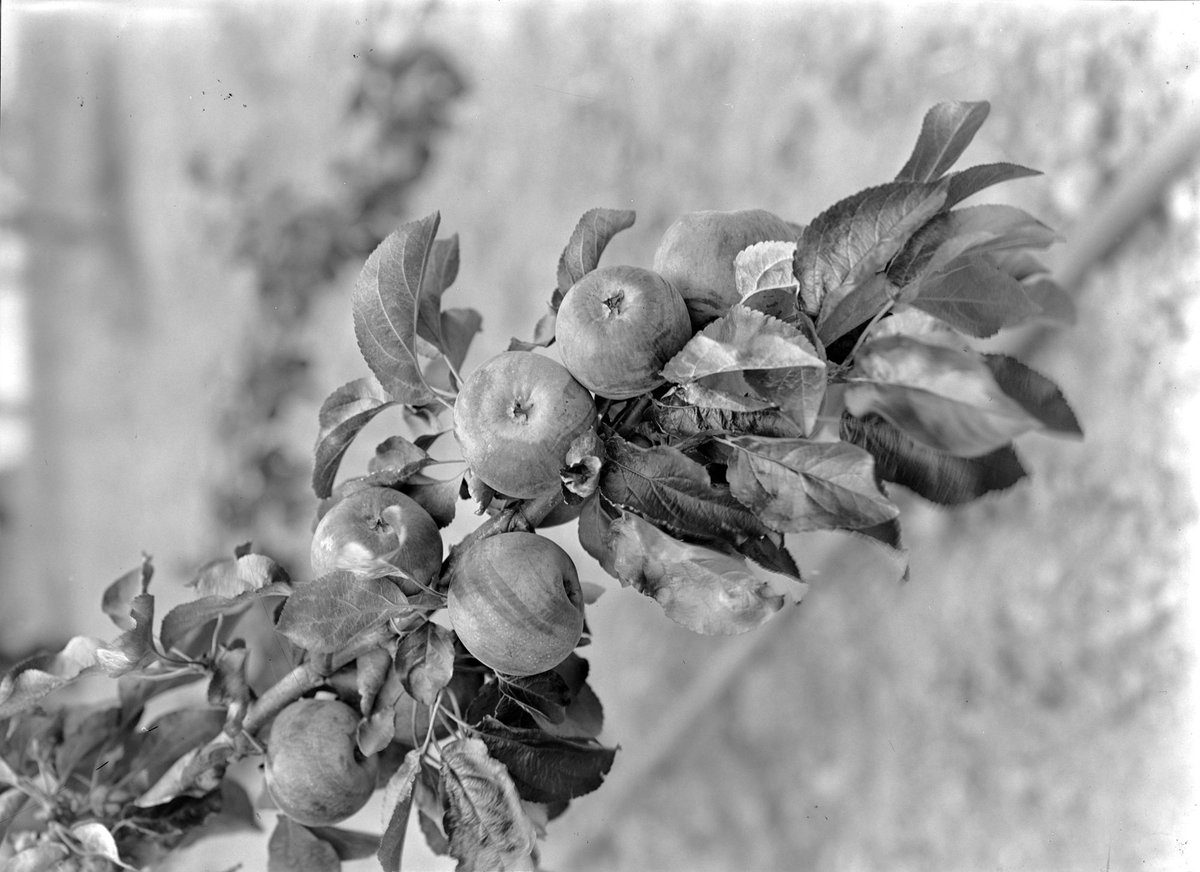 Apples, Diamond Creek (1945–54)
