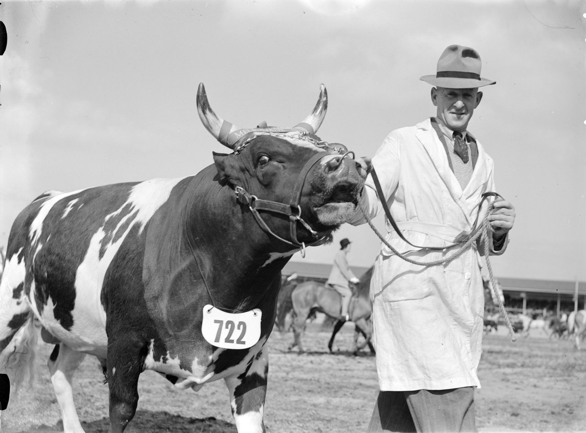 Ayrshire Bull, Royal Show, Melbourne (1947)