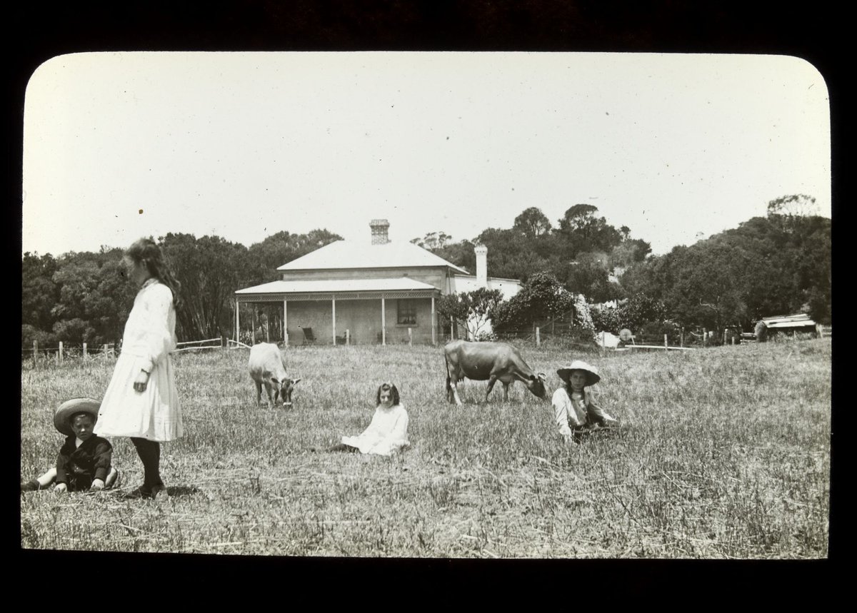 "Ivanhoe" with children and cows - 1908 [slide]