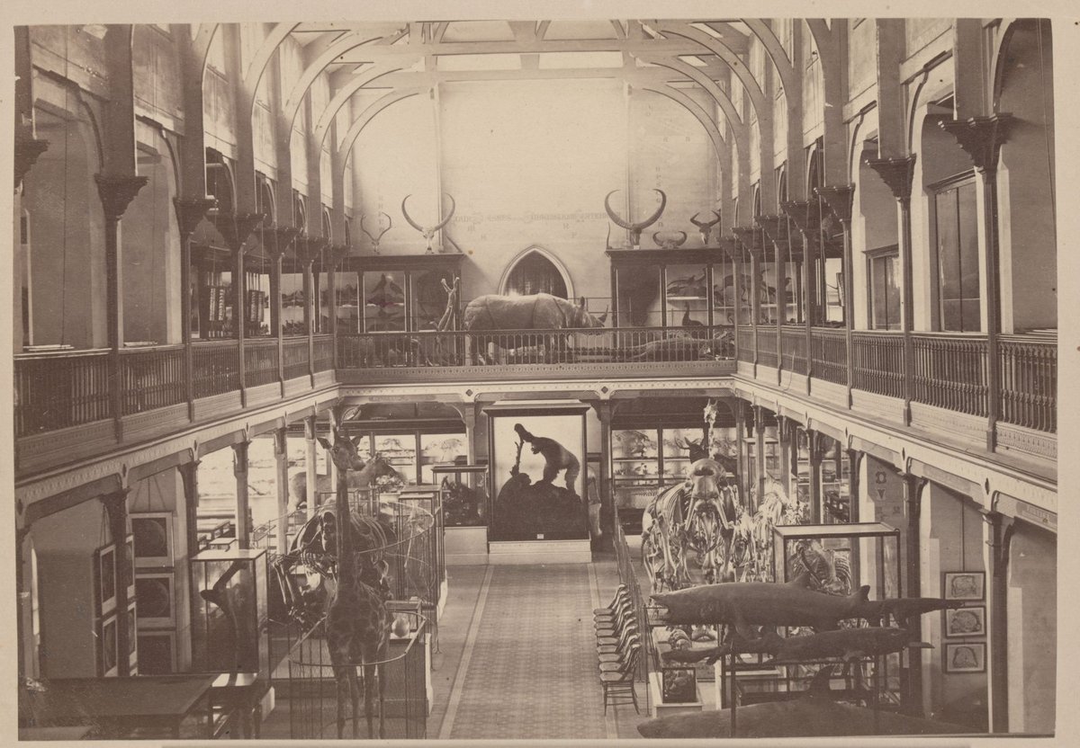 Interior of the National Museum from the South Gallery, Melbourne (c. 1880)