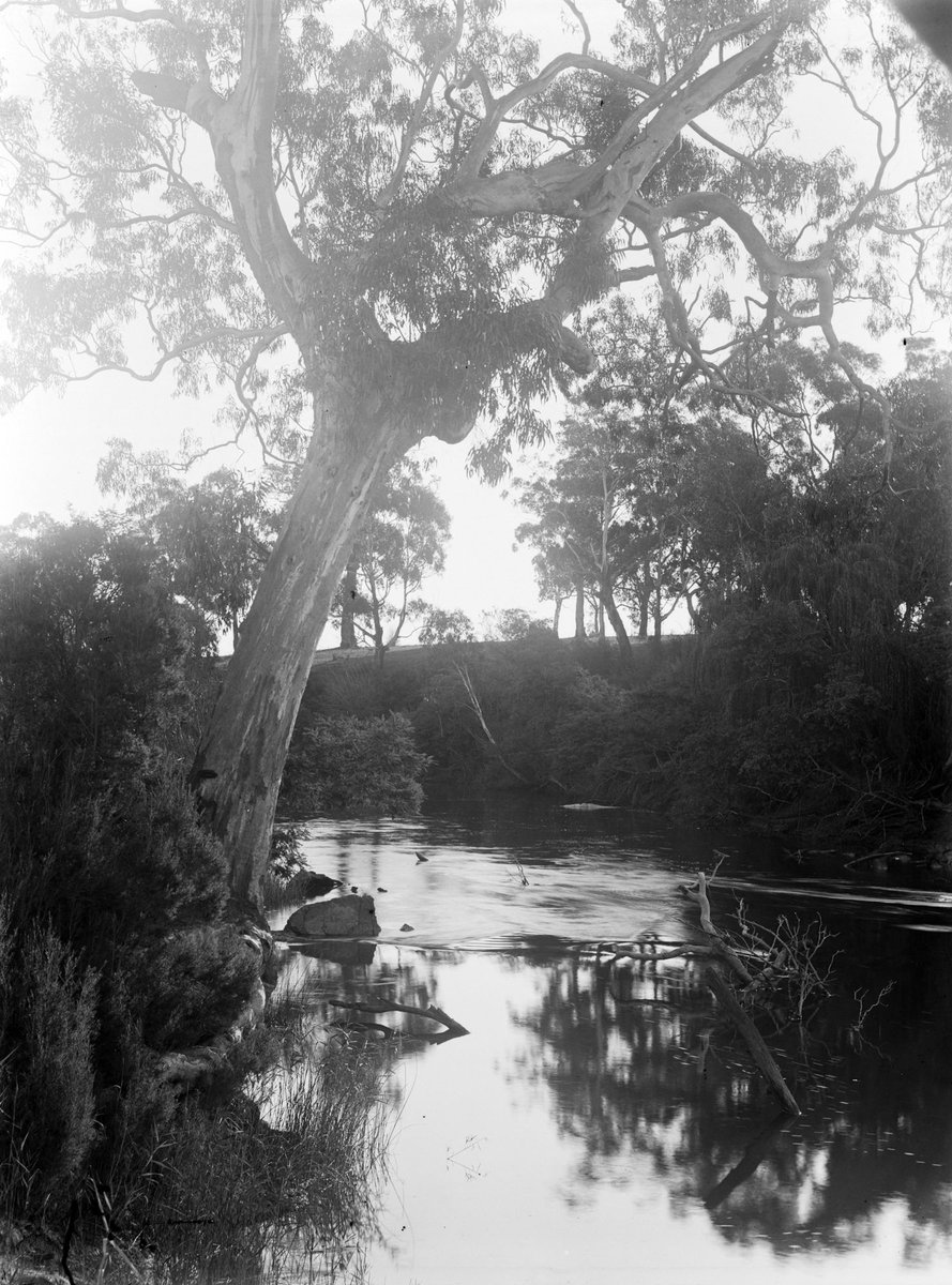 River Yarra, Ivanhoe (1909)