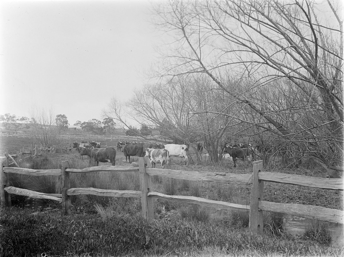 Cattle, Templestowe (1901)