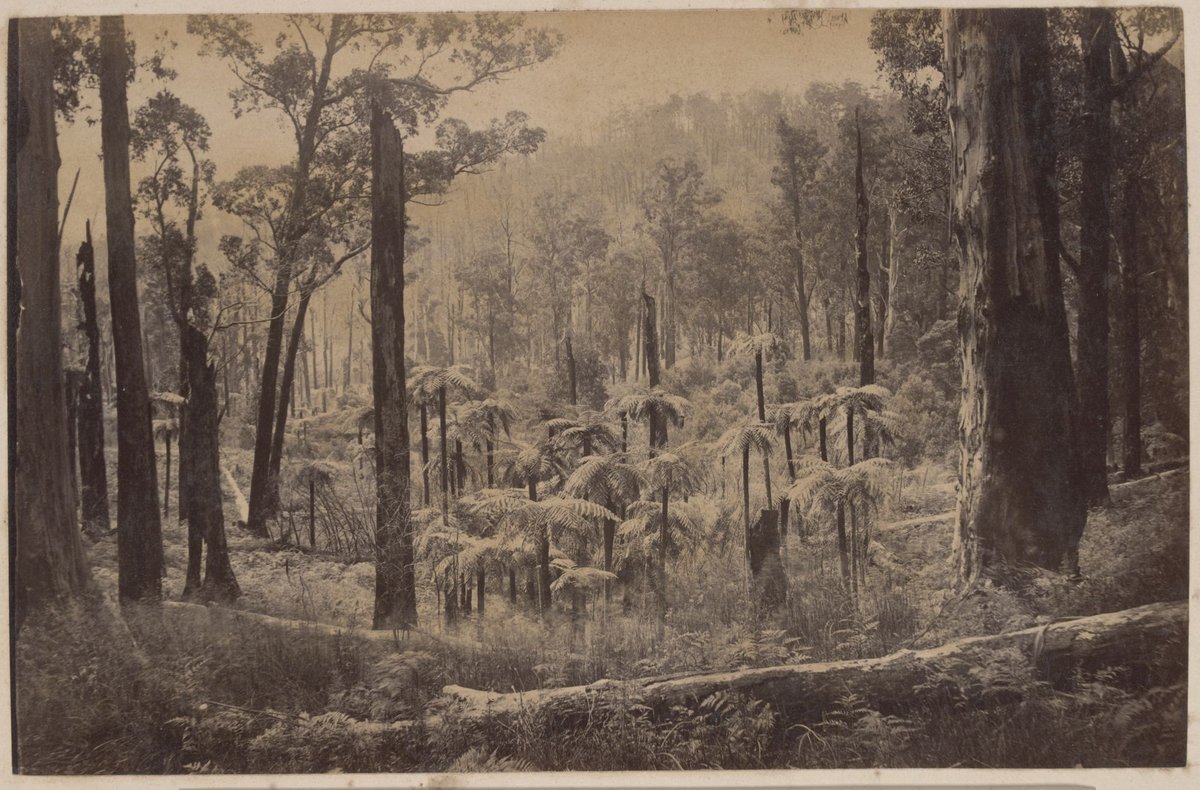 In the Dandenong Ranges [Vic.] (c. 1900)