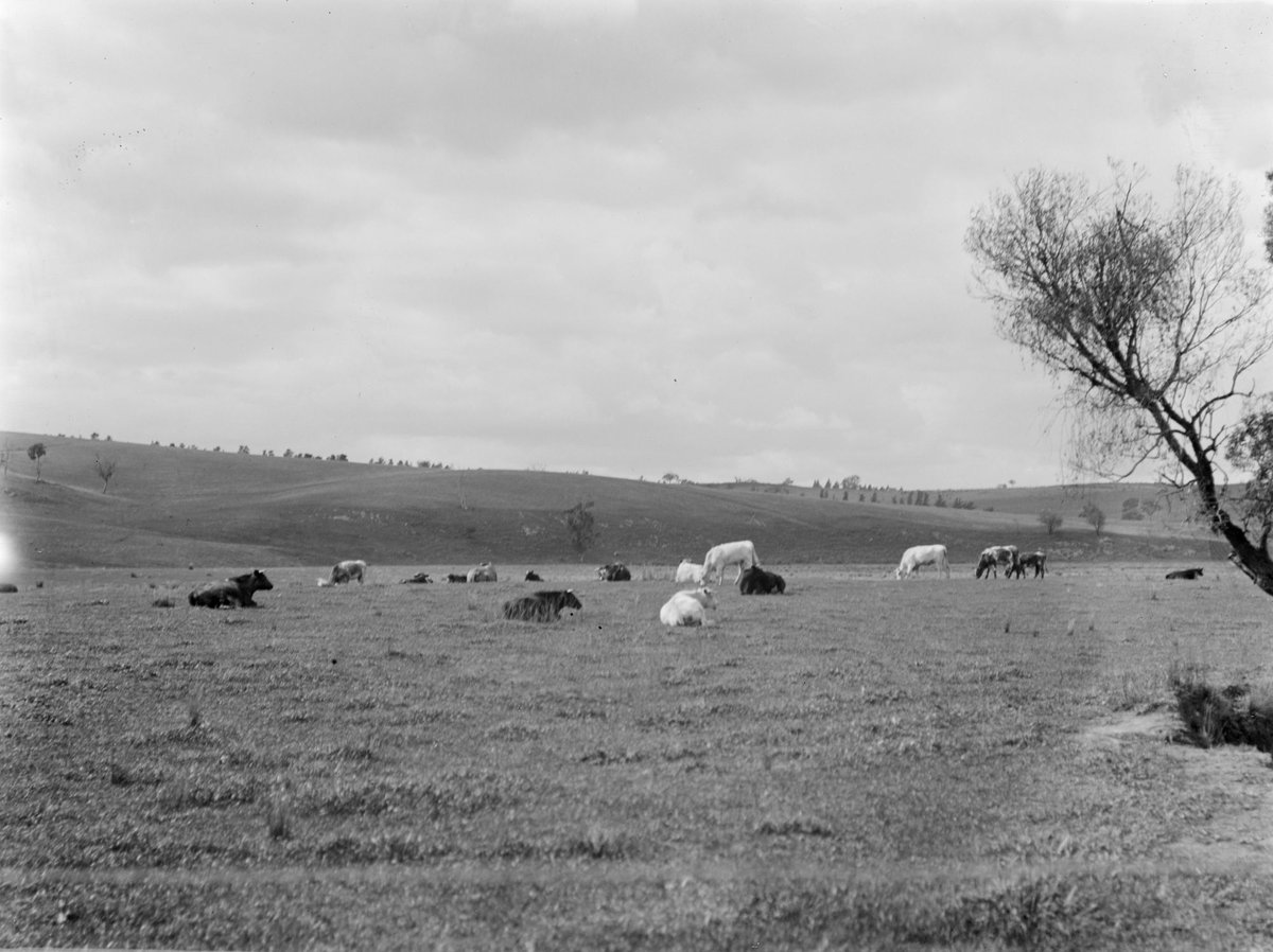Cattle near Heidelberg (1899)