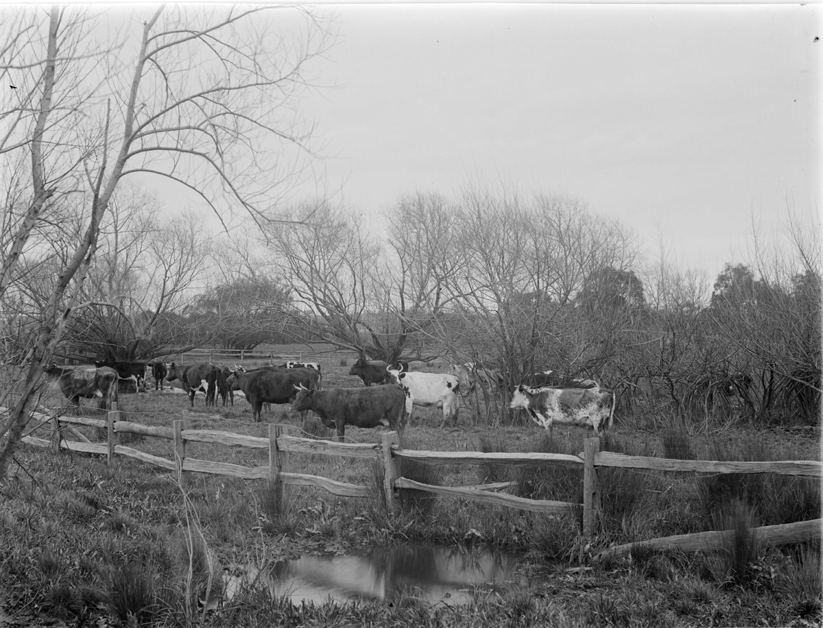 Cattle, Templestowe (1901)