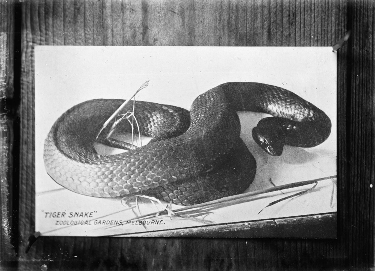 "Tiger snake" Zoological Gardens, Melbourne, Parkville (1920–50)