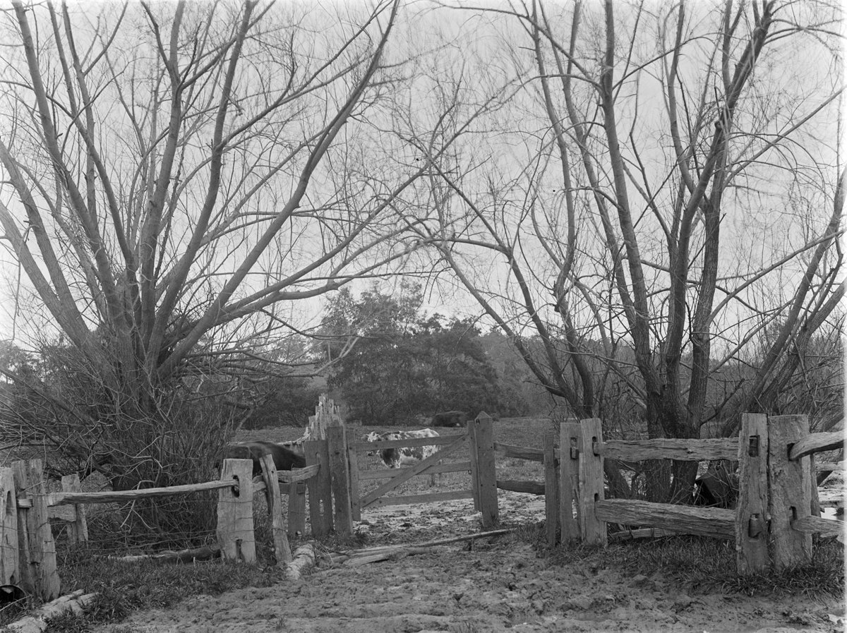 Cattle, Templestowe. Gate & willows (1901)