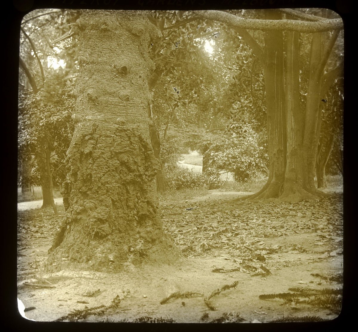 Fitzroy Gardens, Melbourne, East Melbourne (1890–1938)
