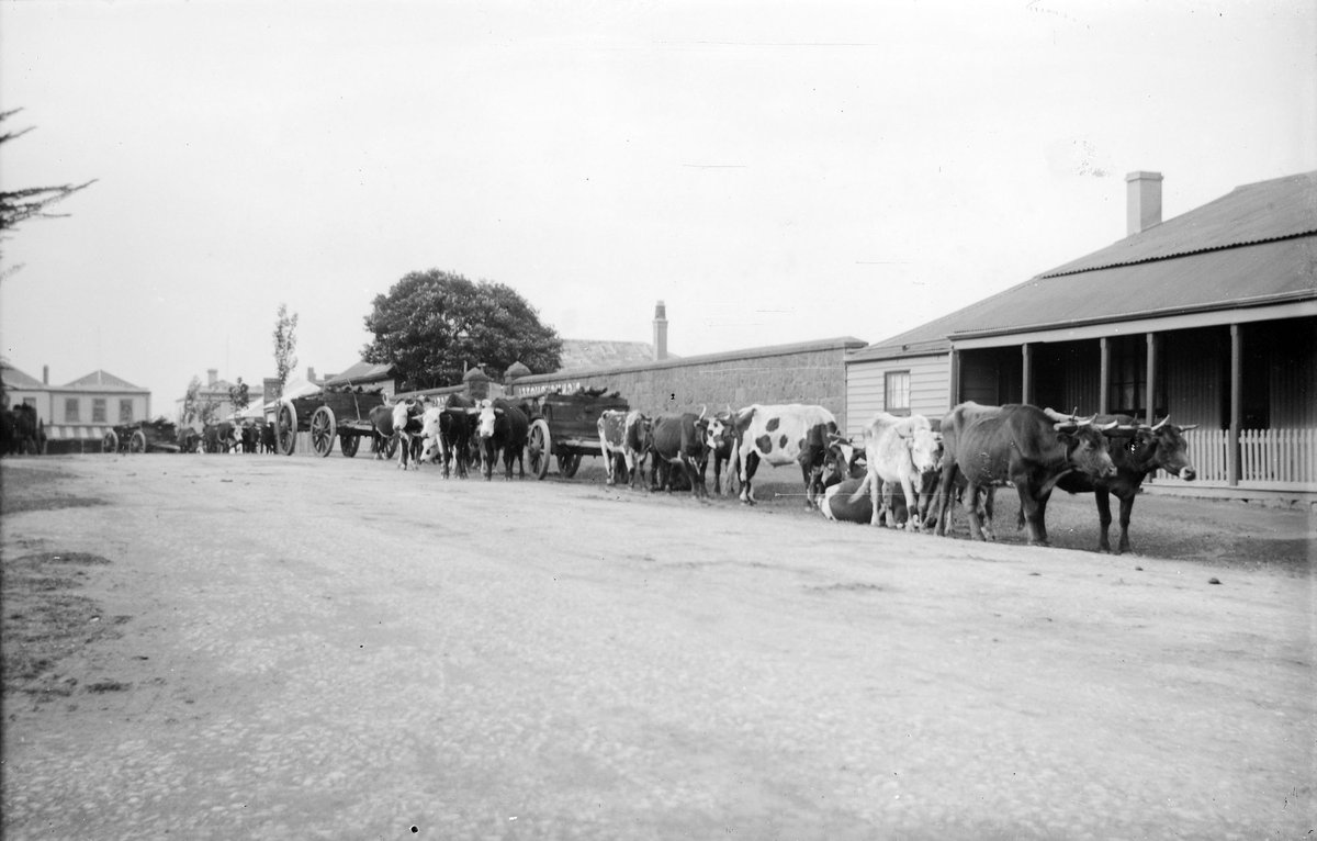 Bullock team in town street standing outside what could be Richmond Hotel (1880–1900)