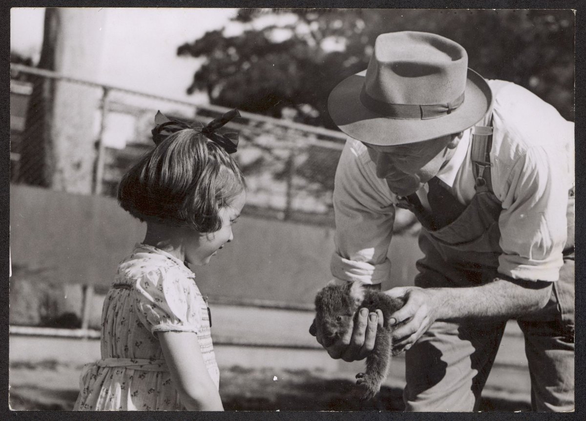Janice Robinson and Jack Pinches at Melbourne zoo with baby koala, Parkville (1944)