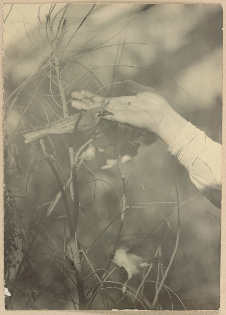 Honeyeaters at Dr. G. Harris', Clifton Hill Vic (1902)