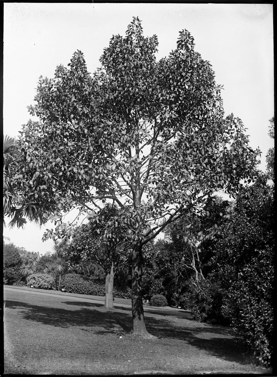 Ornamental tree in the Botanical Gardens, Melbourne, Melbourne City (1900–10)