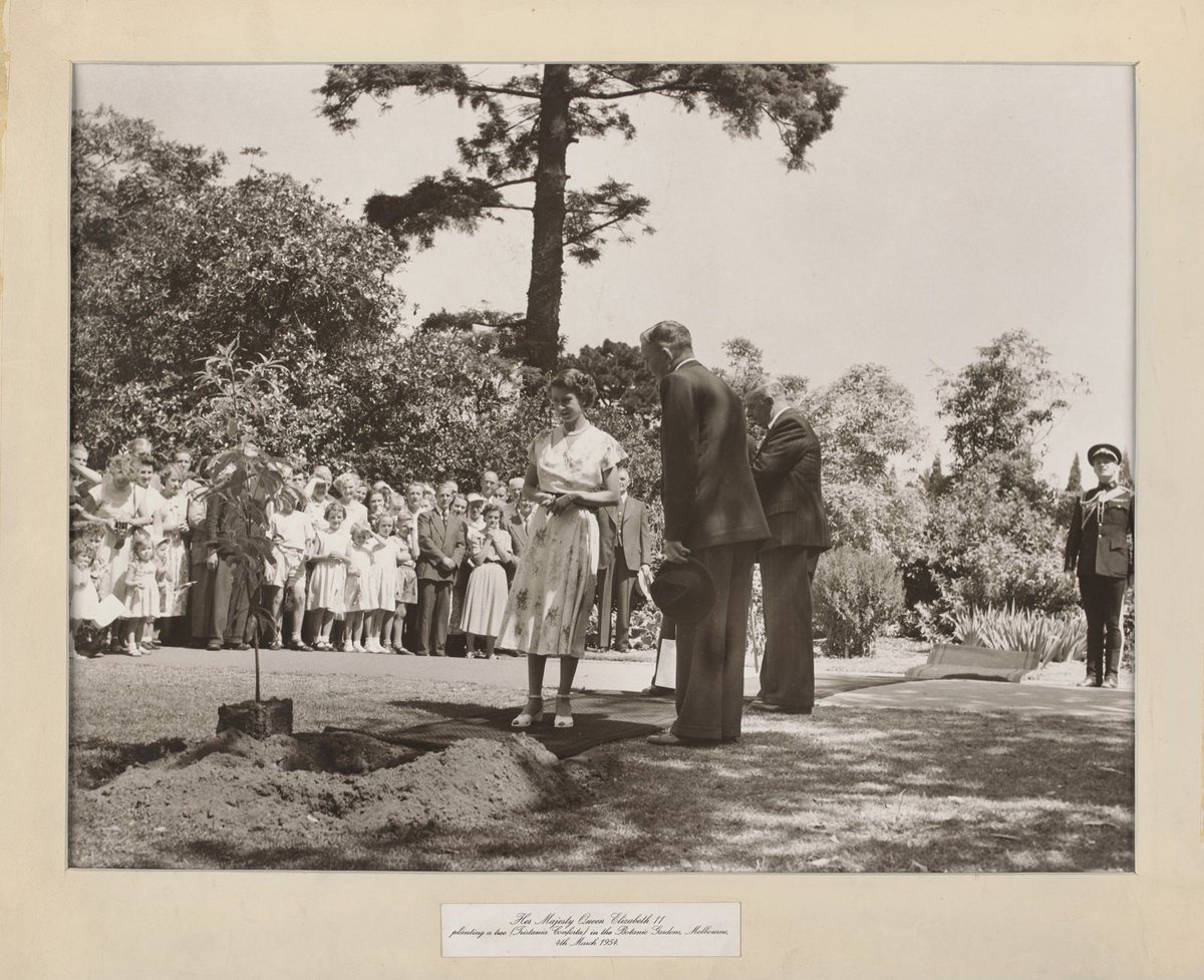 Her Majesty Queen Elizabeth II planting a tree (Tristania Conferta) in the Botanical Gardens, Melbourne, 4th March 1954, Melbourne City