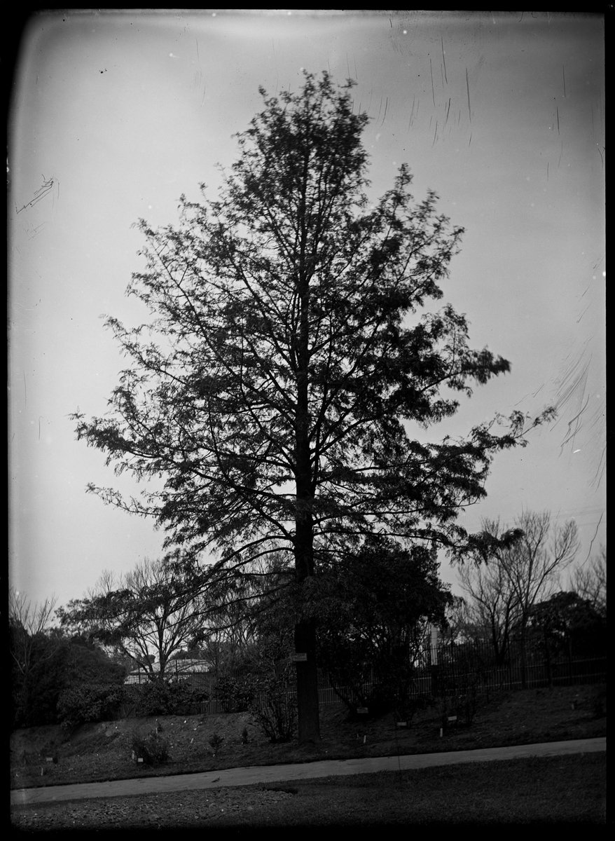 Trees in the Botanical Gardens, Melbourne, Melbourne City (1900–10)