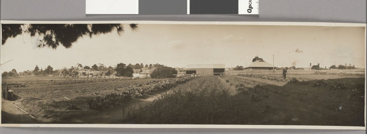 [Looking across vegetable gardens attached to Melbourne Orphanage?, Brighton, Vic.] (1920–30)