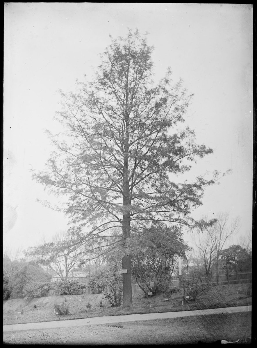 Ornamental trees in the Botanical Gardens, Melbourne, Melbourne City (1900–10)