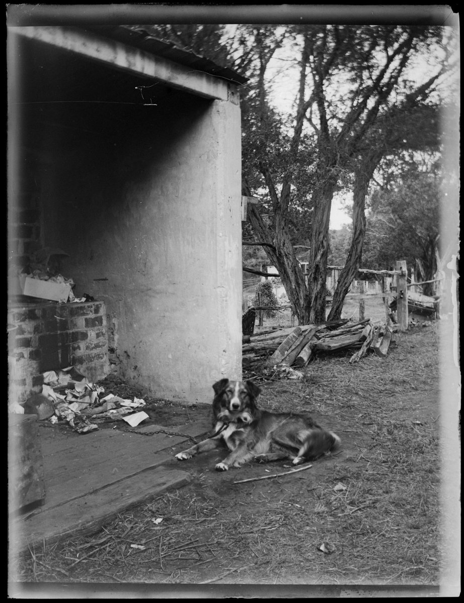 Rex, the dog, at Ivanhoe, Sorrento [Vic.] (1910)