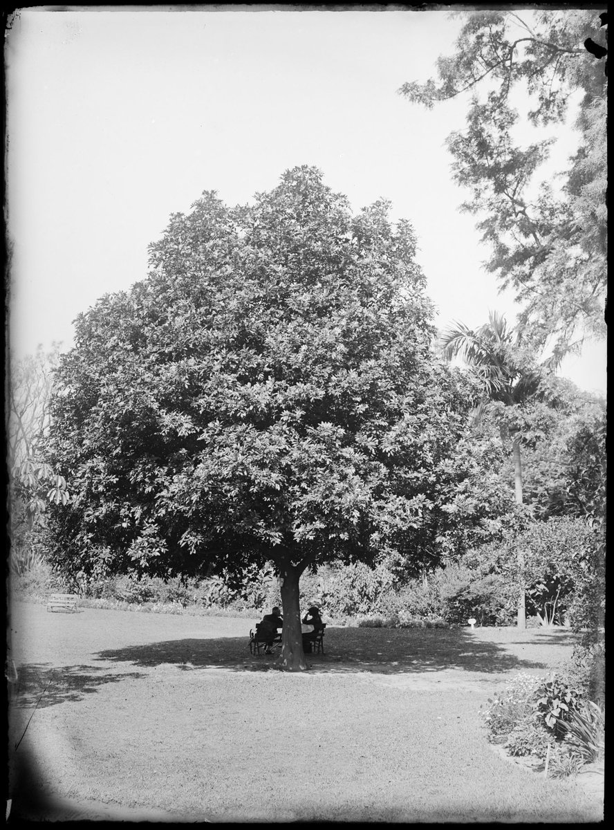 Ornamental trees in the Botanical Gardens, Melbourne, Melbourne City (1900–10)