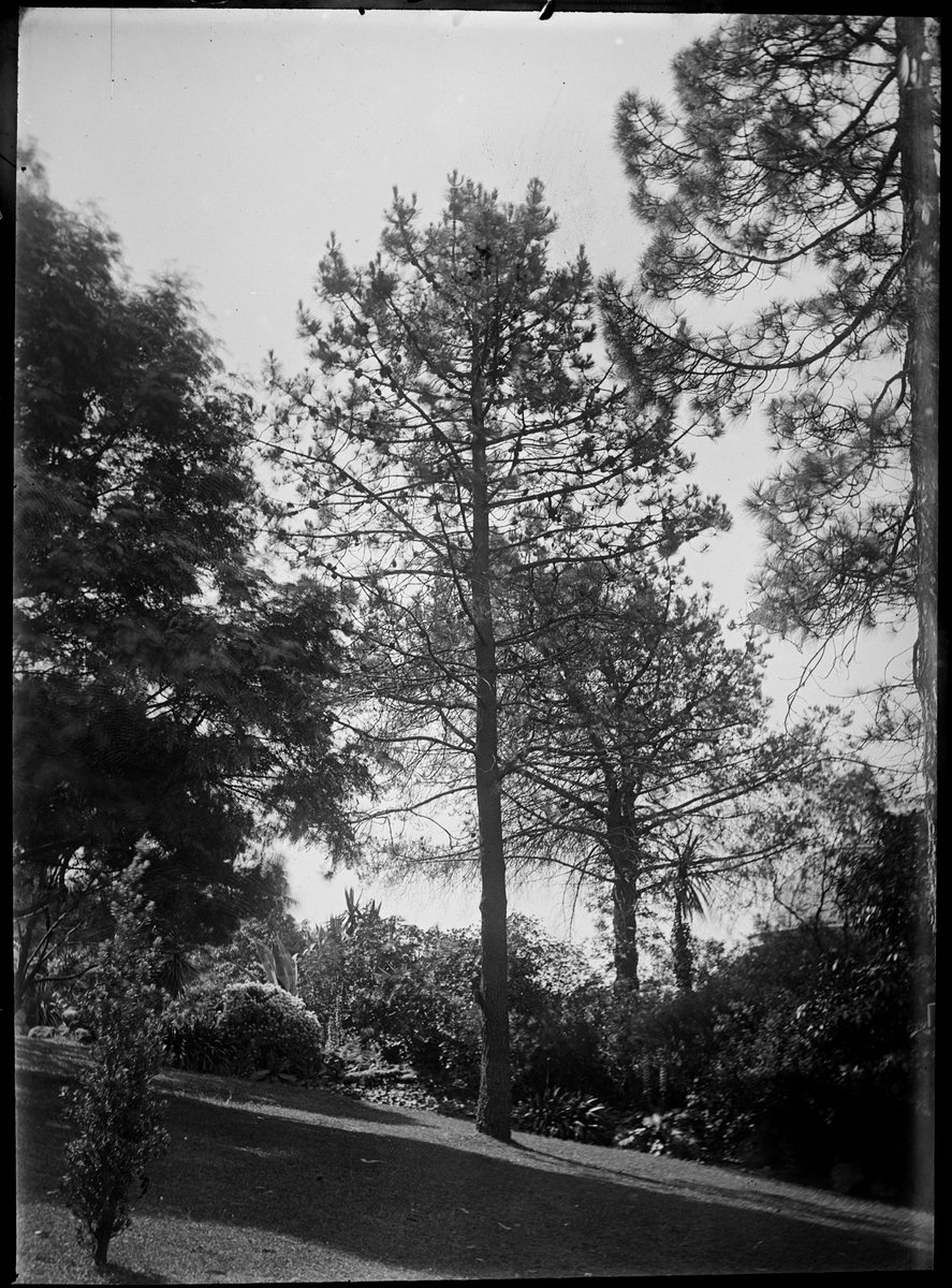Trees in the Botanical Gardens, Melbourne, Melbourne City (1900–10)