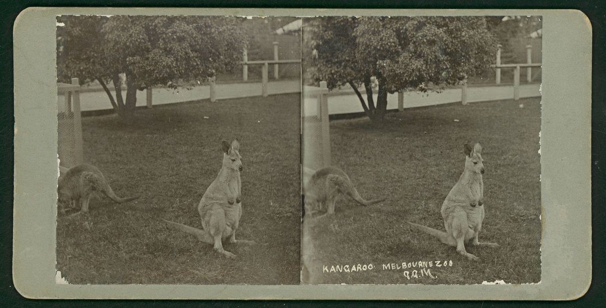 Kangaroo, Melbourne Zoo, 9.9.14, Parkville (1914)