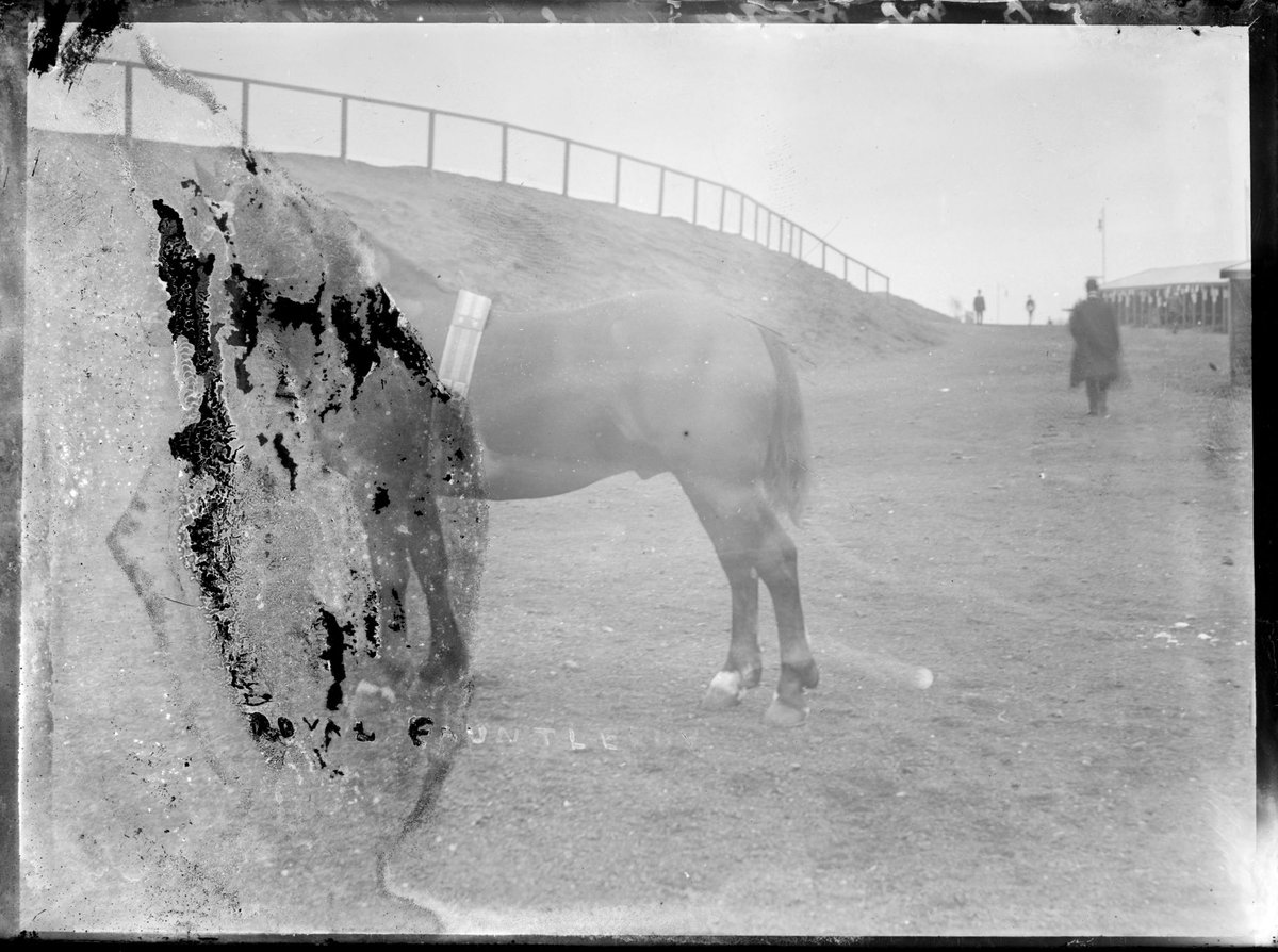 Prize-winning horse "Royal Fauntleroy" at the Royal Melbourne Show (1890–1918)
