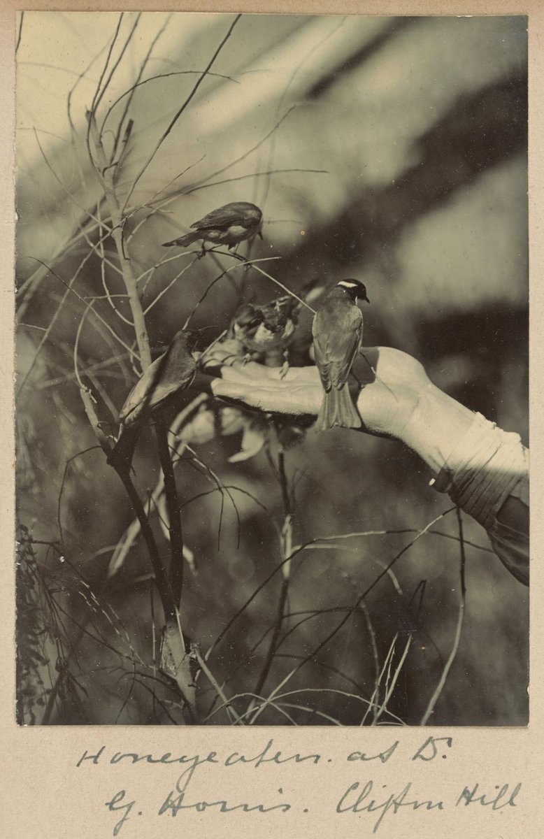 Honeyeaters at Dr. G. Harris', Clifton Hill Vic (1902)