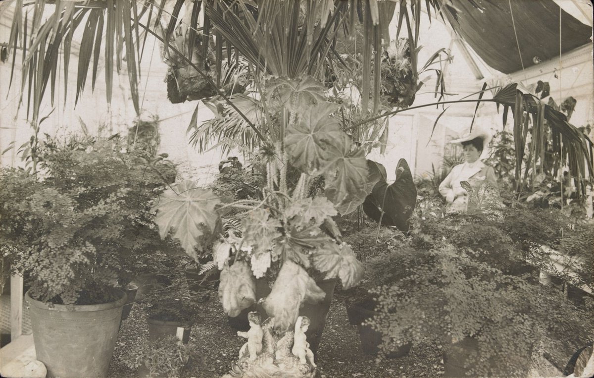 Mrs John Boyd Watson (Flora Katie), in the conservatory at "Labassa", Caulfield (1907?)