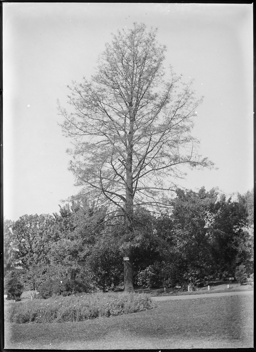 Ornamental trees in the Botanical Gardens, Melbourne, Melbourne City (1900–10)