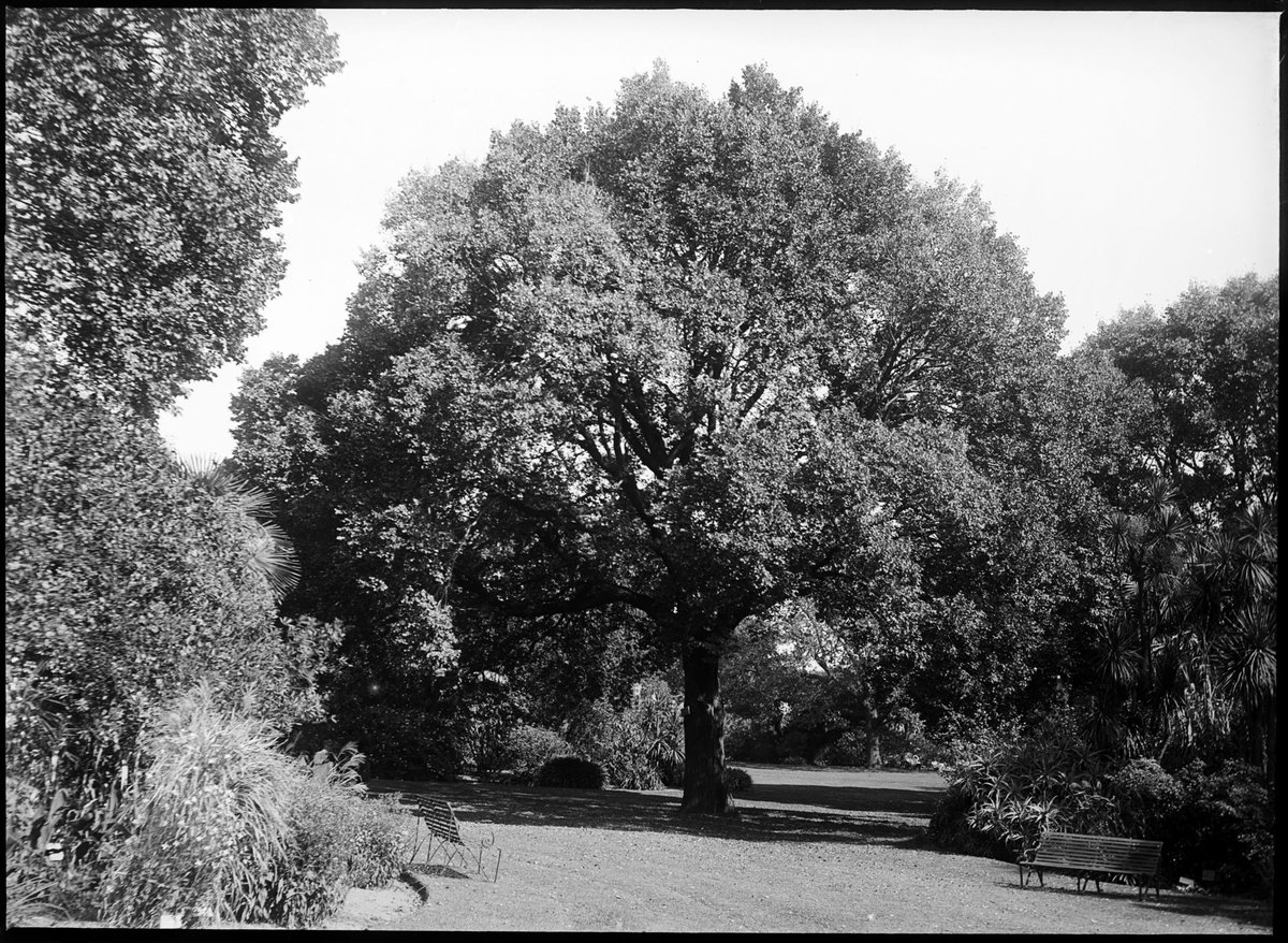 Trees in the Royal Botanical Gardens, Melbourne, Melbourne City (1900–10)