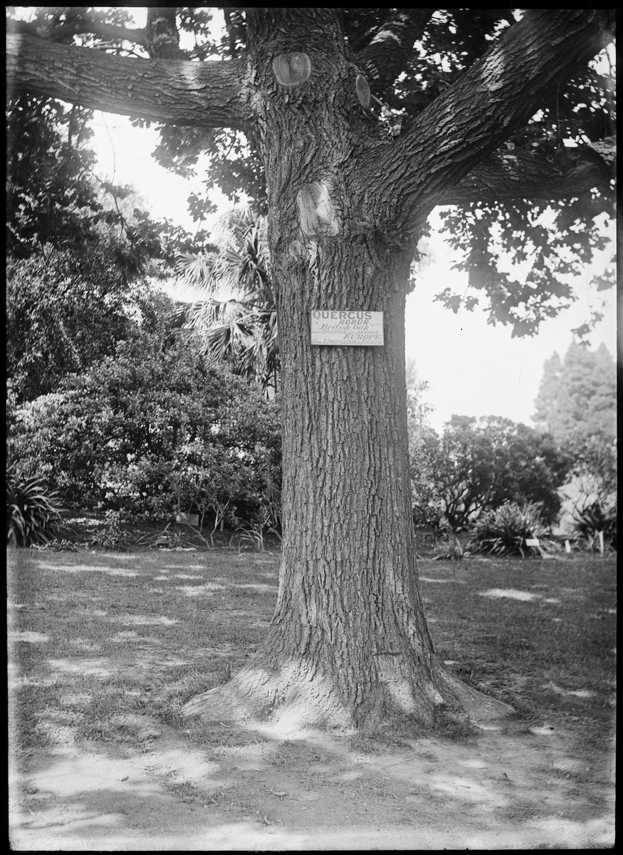 Ornamental trees in the Botanical Gardens, Melbourne, Melbourne City (1900–10)