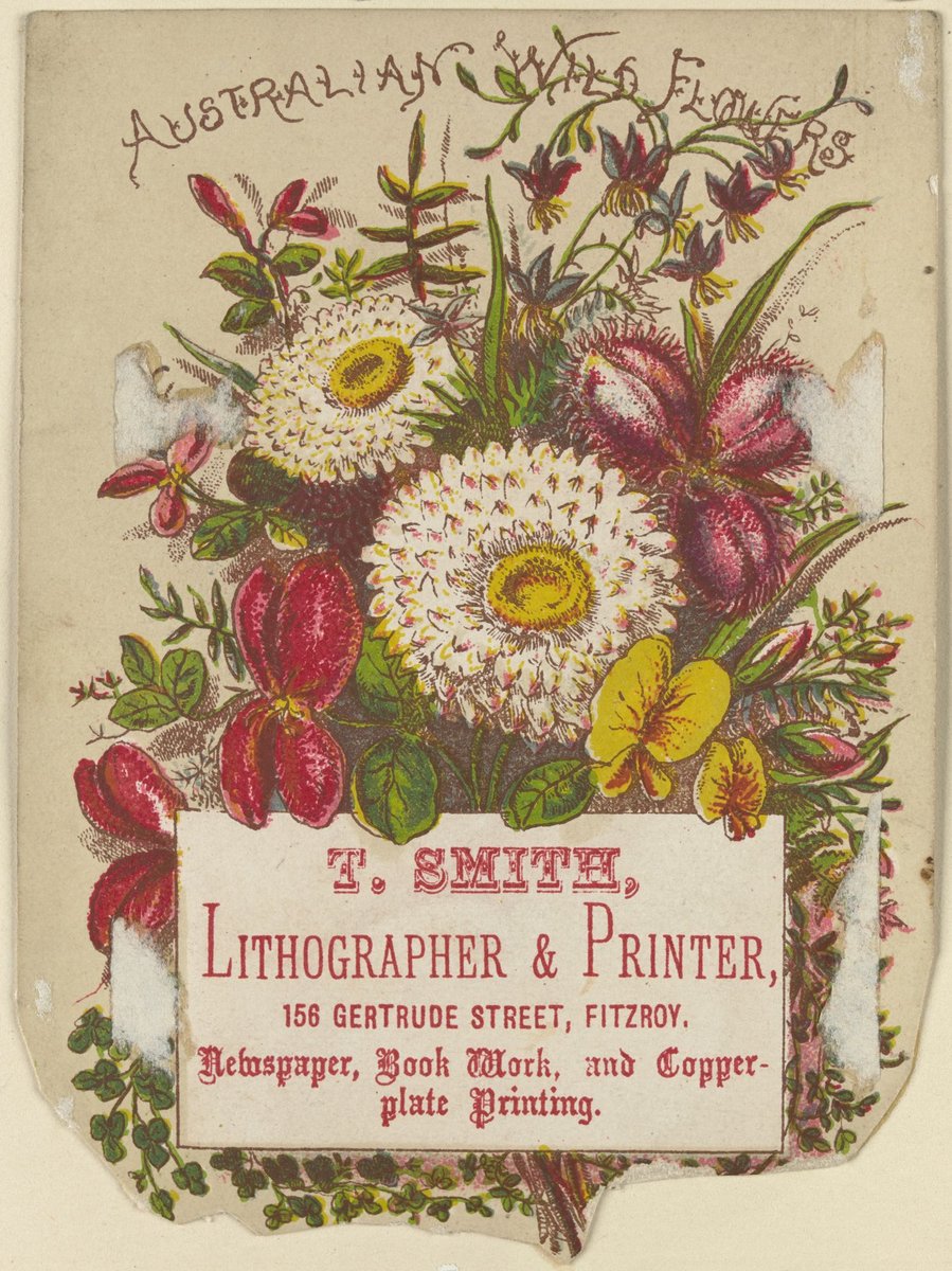 Australian wild flowers. T. Smith, lithographer and printer, 156 Gertrude Street, Fitzroy, newspaper, book work, and copper-plate printing (1851–85)