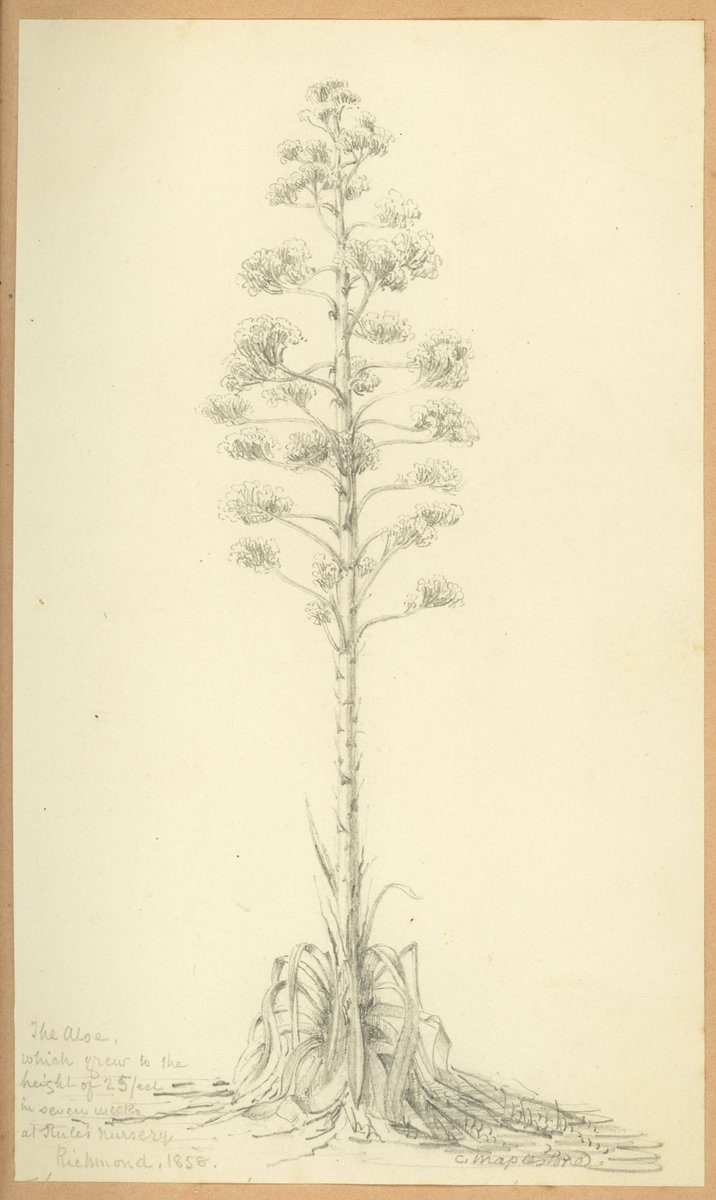 The Aloe. which grew to the height of 25 feet in seven weeks at Rule's Nursery, Richmond (1858)