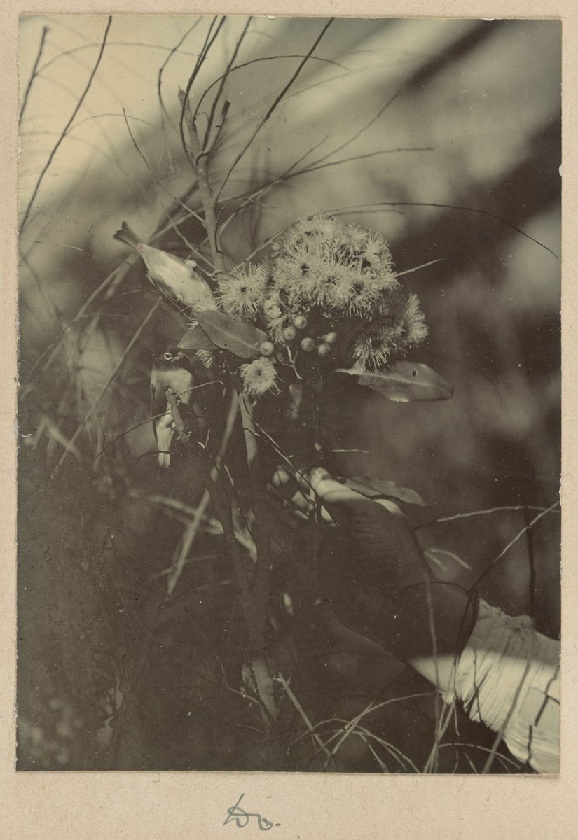 Honeyeaters at Dr. G. Harris', Clifton Hill Vic (1902)